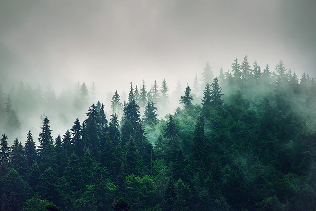 Så binder skogen våra koldioxidutsläpp - World Forest Forum