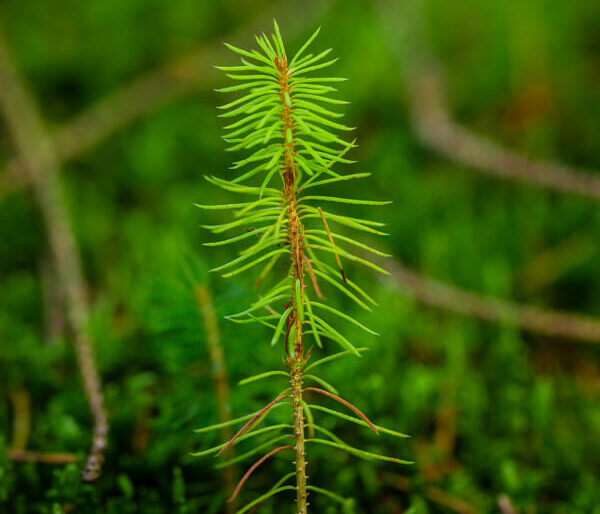 Tallplanta wff En nyplanterad tallplanta