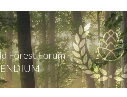 Nytt stipendium ska stötta ungas engagemang för skogen