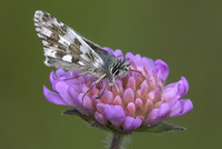 Kattunvisslare Fjärilsarten Kattunvisslare