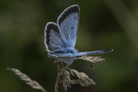 Turkos Blavinge Turkos Blåvinge