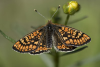 Vaddnatfjaril Väddnätfjäril