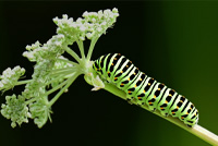 makaonfjarilslarv Makaronfjärilslarv