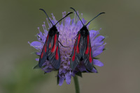 smalsprotad Bastardsvarmare Smalsprötad Bastardsvärmare