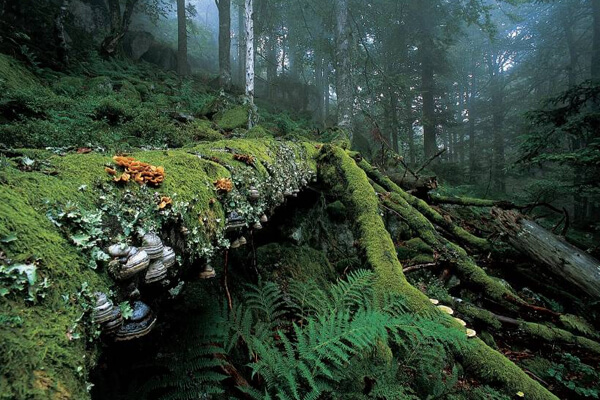 Logotyp till WFF:s stipendium