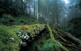 Skogsmiljö med levande och döda träd samt svampar som speglar biologisk mångfald