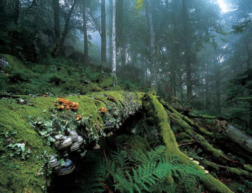 Första metoden för biokrediter godkänd