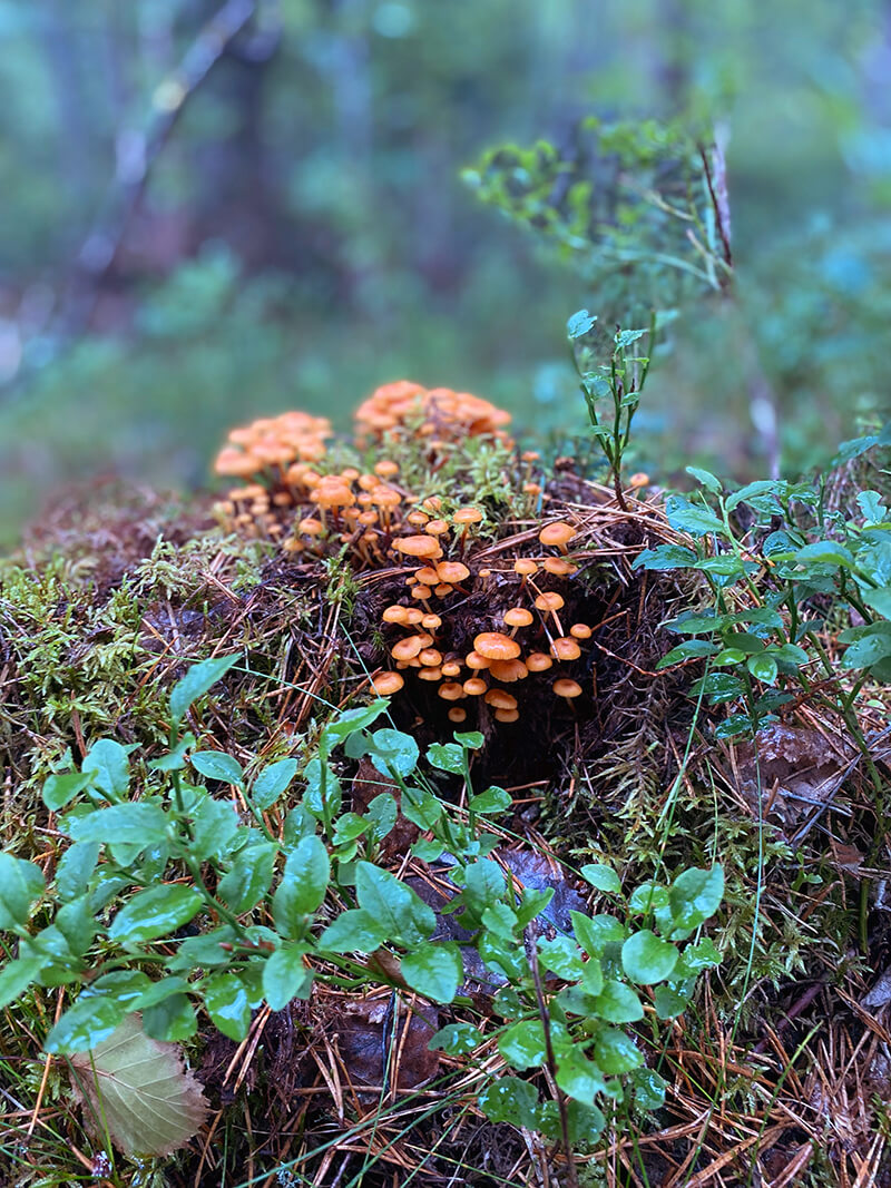 Svampar i skog