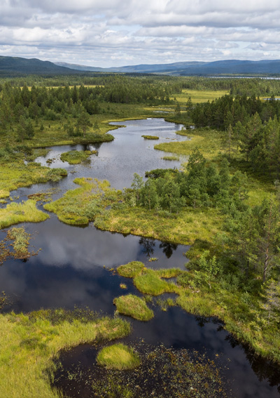 Vatten och skog