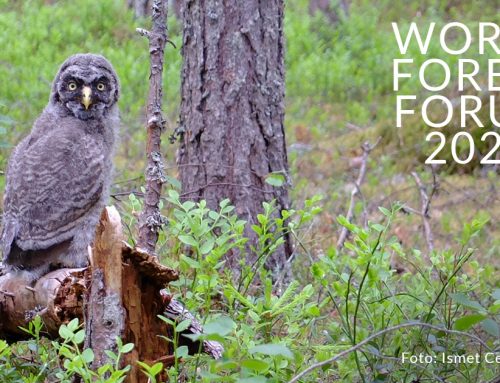 Skogen som facit – från naturvärde till naturkredit